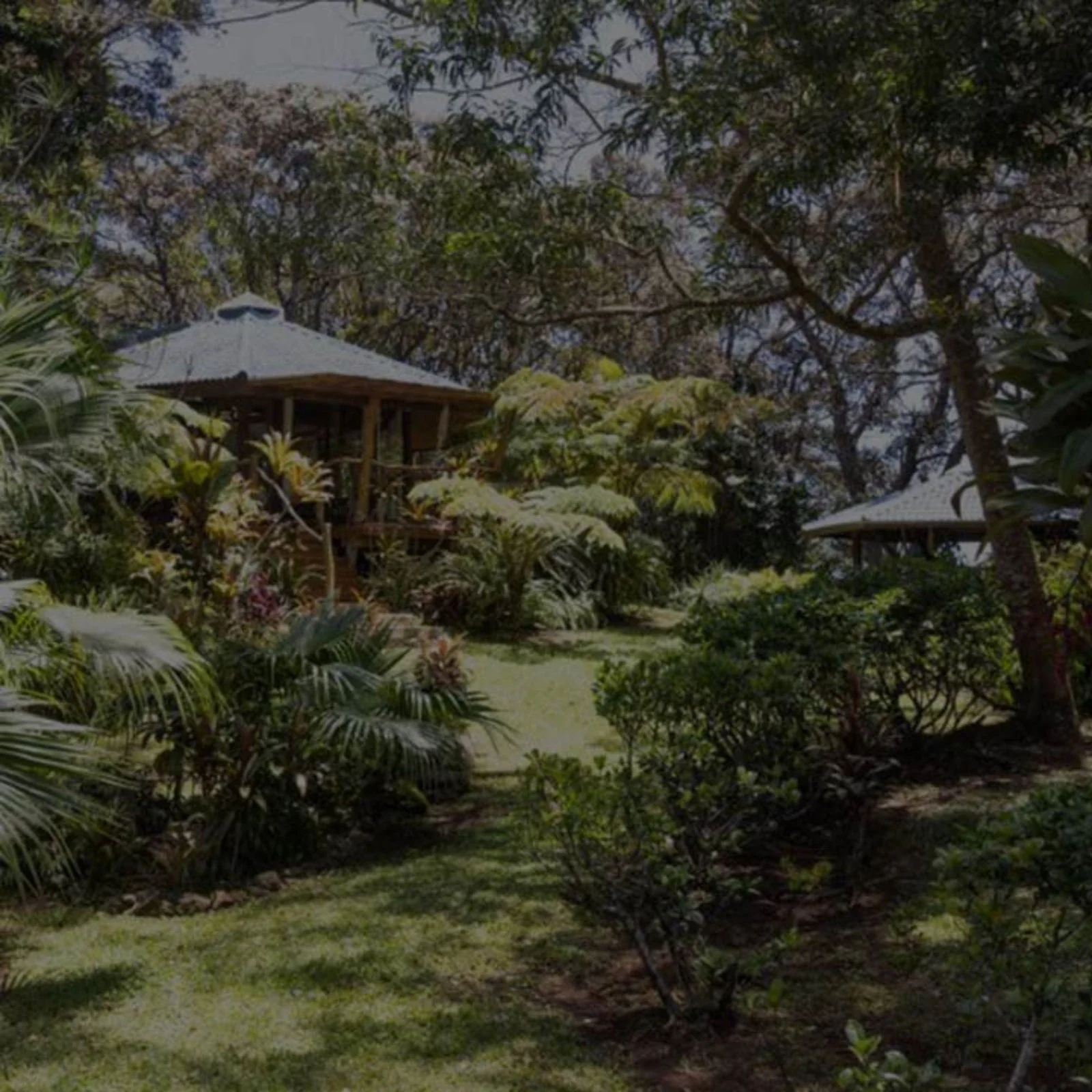 Hawaiian roots: the Paul Mitchell awapuhi farm